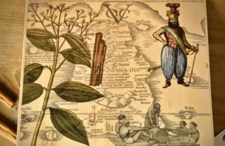 The Historical Background of Ceylon Cinnamon