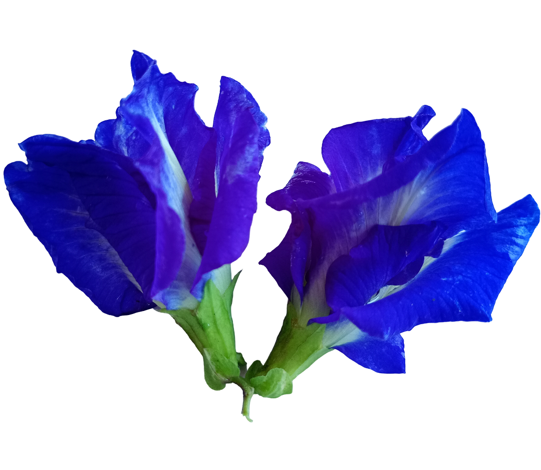 Blue Butterfly Pea Flower (Loose Flower), Herbal Drink, 50g, 100% Natural, Premium Quality, UK Seller