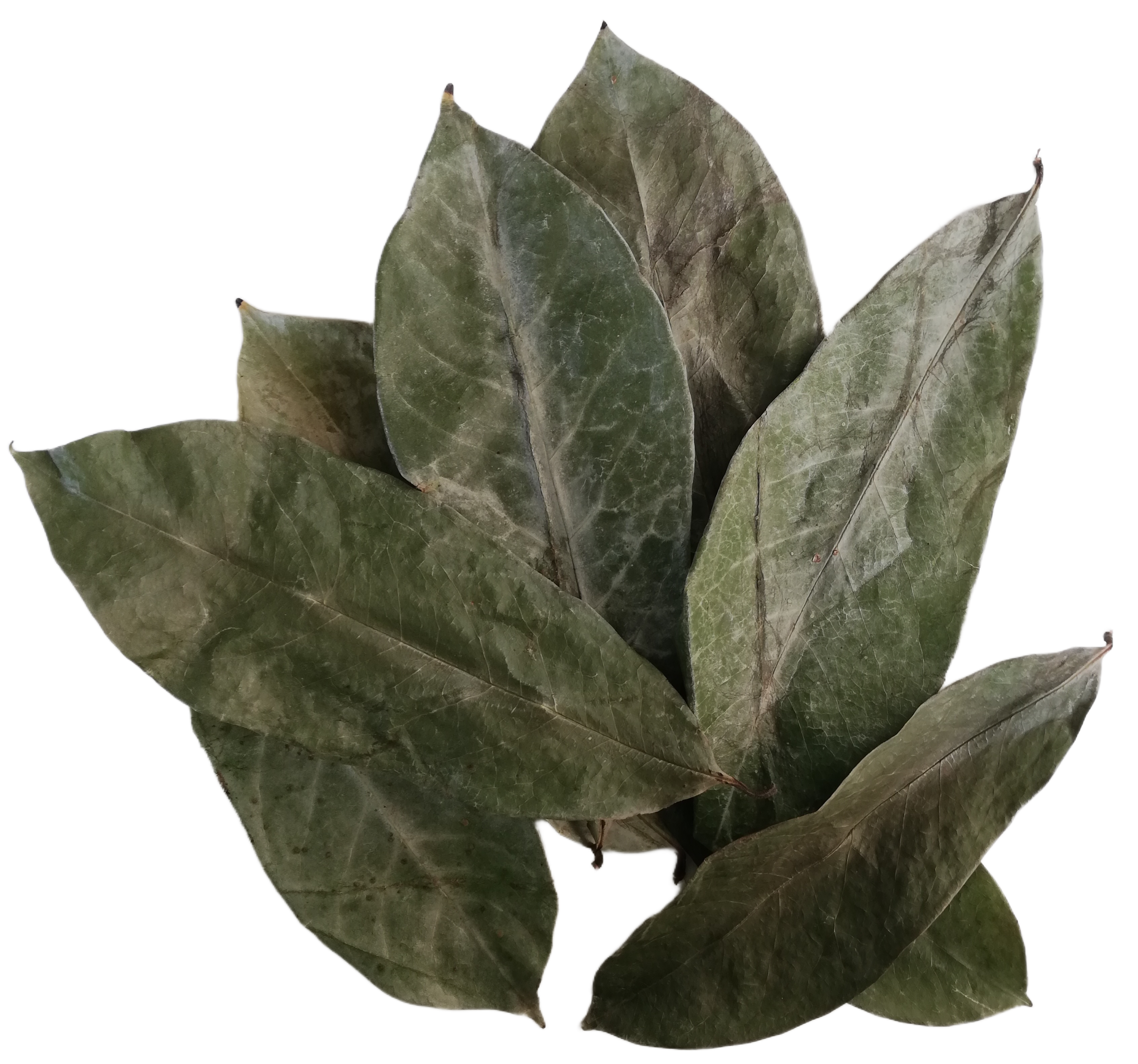 Soursop Leaves, 50g,  Approximately Dried 100 Leaves, Boost Immune System, Promotes Healthy Skin, Premium Grade