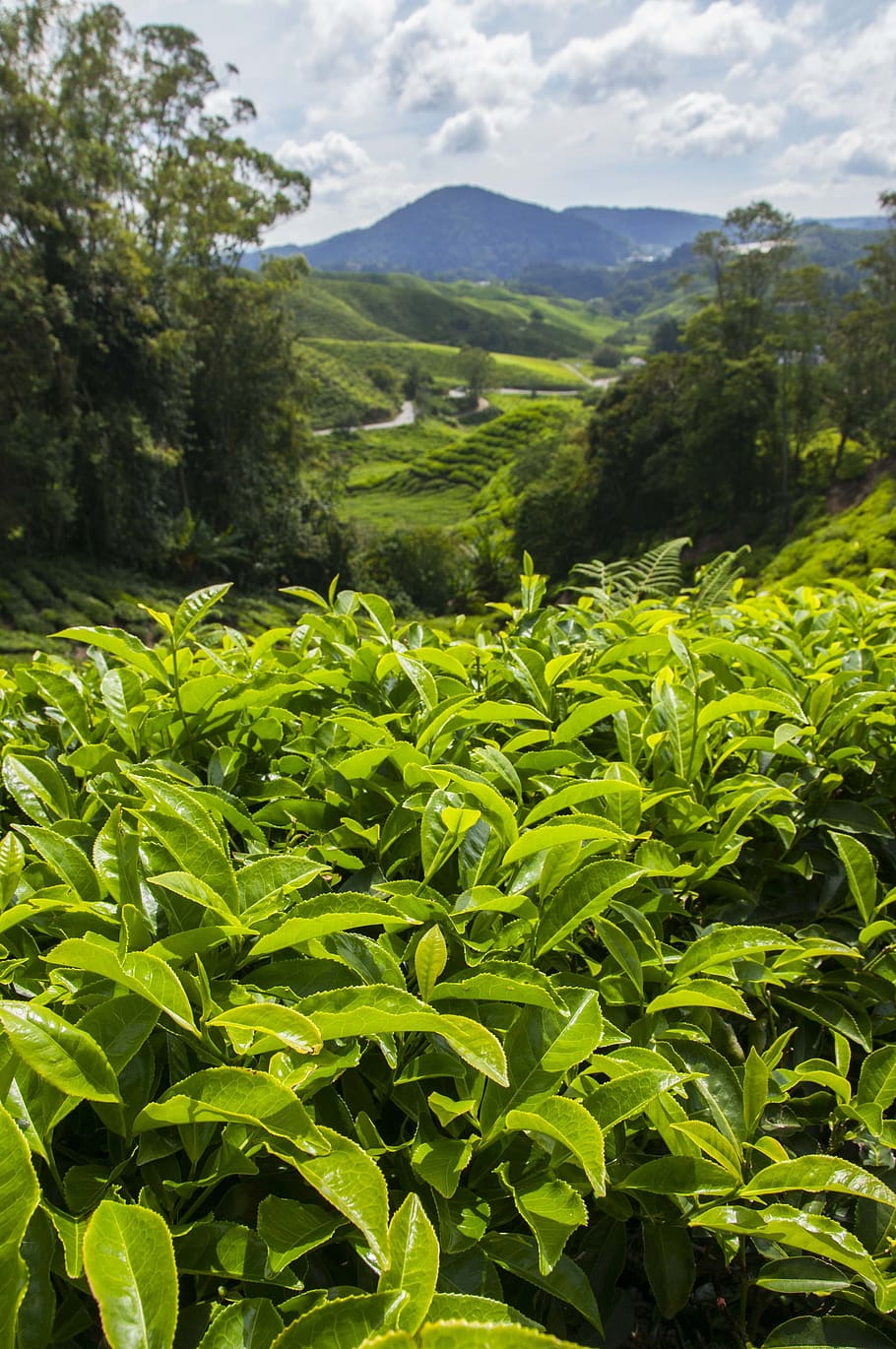 English Breakfast Black Tea (Loose Leaf Tea) 100g (3.5 oz), USDA Certified, 100% Organic, Premium quality, Pure Ceylon Tea